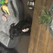 Rocco, Staffordshire Bull Terrier