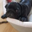 Tina, Carlino