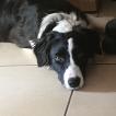 Pyro-Dallya, Border Collie