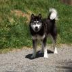Inuk