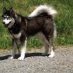 Inuk