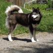 Inuk