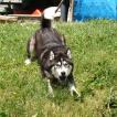 Inuk