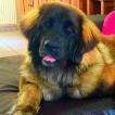 Rhéa Ilia, Leonberg