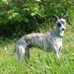 Oxford, Whippet