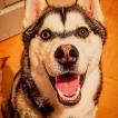 Prince, Husky Siberiano