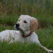 Praline, Golden Retriever
