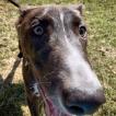 Pharaoh, Greyhound