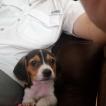 Zoey Parker, Beagle