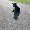Thor, Cane Corso