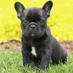 Lacie Dishmon, Bulldog Francés