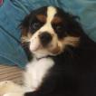 Bluebell, Cavalier King Charles Spaniel