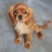 Янтарь, Cavalier King Charles spaniel