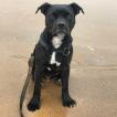Pogo, Staffordshire Bull Terrier