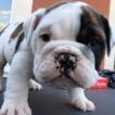 Pruneau, Bulldog