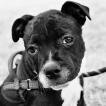 Achille, Staffordshire Bull Terrier