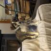 Pin Up, Border Collie
