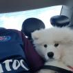 Maya, Samoyedo