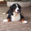 Max, Boyero De Berna