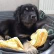 Elliot, Beauceron