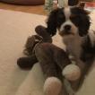 Pagaï, Cavalier King Charles Spaniel