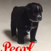 Pearl, Pastor Australiano