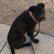 Pepsy, Cane Corso