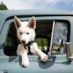 Zephyr, Siberian Husky