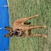 Kiara, Pastor Belga Malinois
