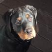 Mack, Rottweiler