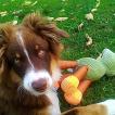 Pepper, Pastor Australiano