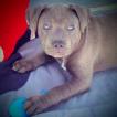 Willow, American Staffordshire Terrier