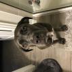 Indy Anna, Cane Corso