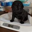 Priska, Labrador Retriever