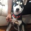 Thor, Siberian Husky