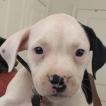 Spade, Bouledogue Americain