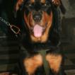 Iska, Rottweiler