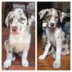 Kiki Faísca, Border Collie