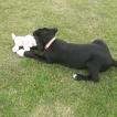 Pyxie, Labrador Retriever