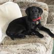 Holly, Labrador Retriever