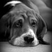Pelleas, Basset Hound