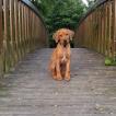 Prince Joey, Crestado Rodesiano