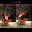 Pubby, Rottweiler