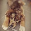 Patch, Pastor Australiano