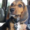 Kona, Beagle
