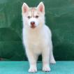 Mimosa, Husky Siberiano