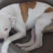 Loops, Dogo Argentino