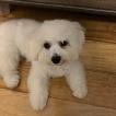 Lexie, Bichón