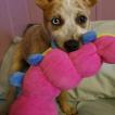 Tigger, Australian Cattle Dog