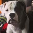 Kali, Bulldog americano